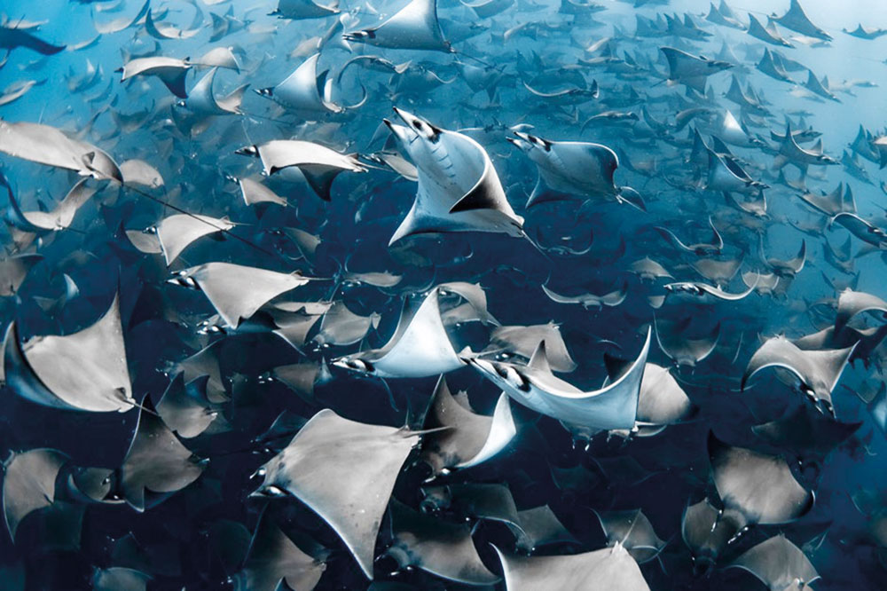 An aggregation of mobula rays off the coast of Mexico won the top prize at this year’s awards. Image: Nadia Aly / Ocean Photography Awards