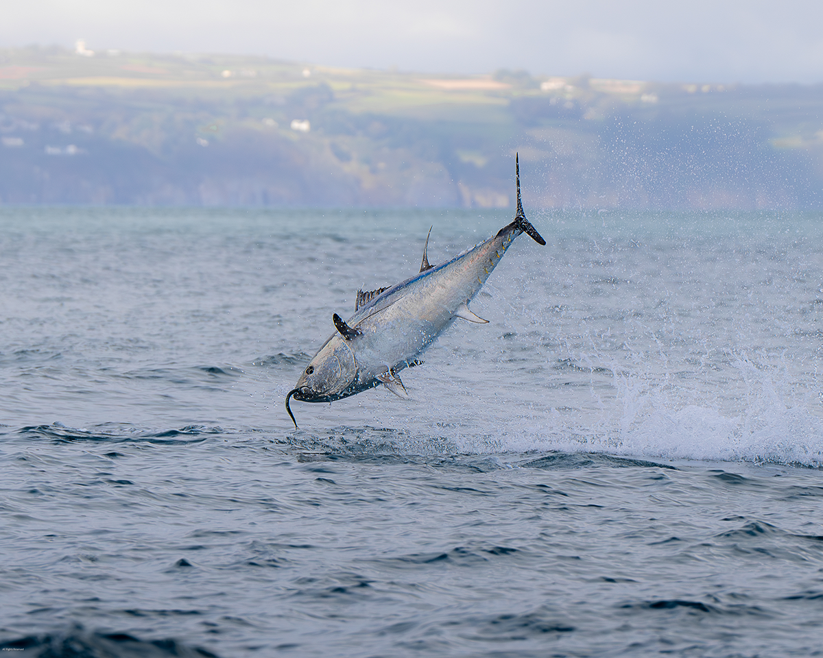 UK Bluefin Tuna Catch Release Championships 2025 Lands At Falmouth 